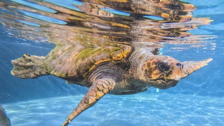 Reportaje centro de recuperación fauna marina de Taliarte, en Telde