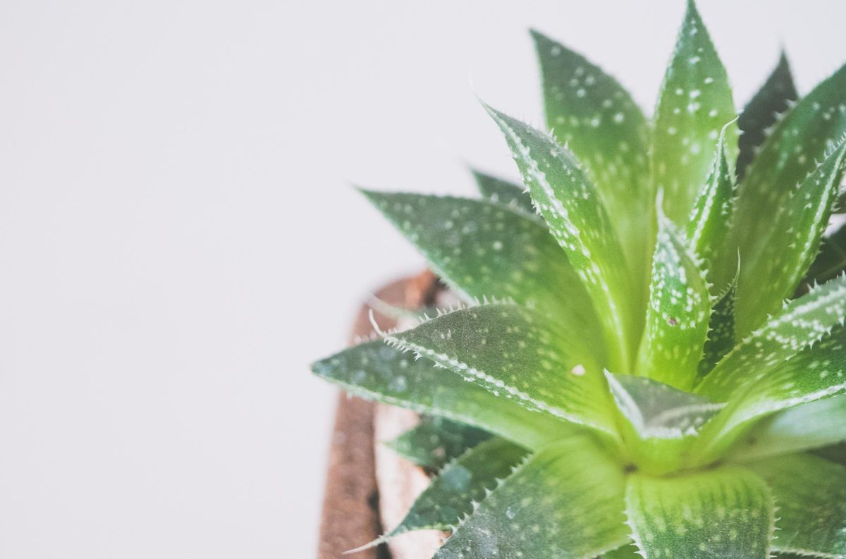 Plantas mediterrânicas ideais para a sua casa: Agave