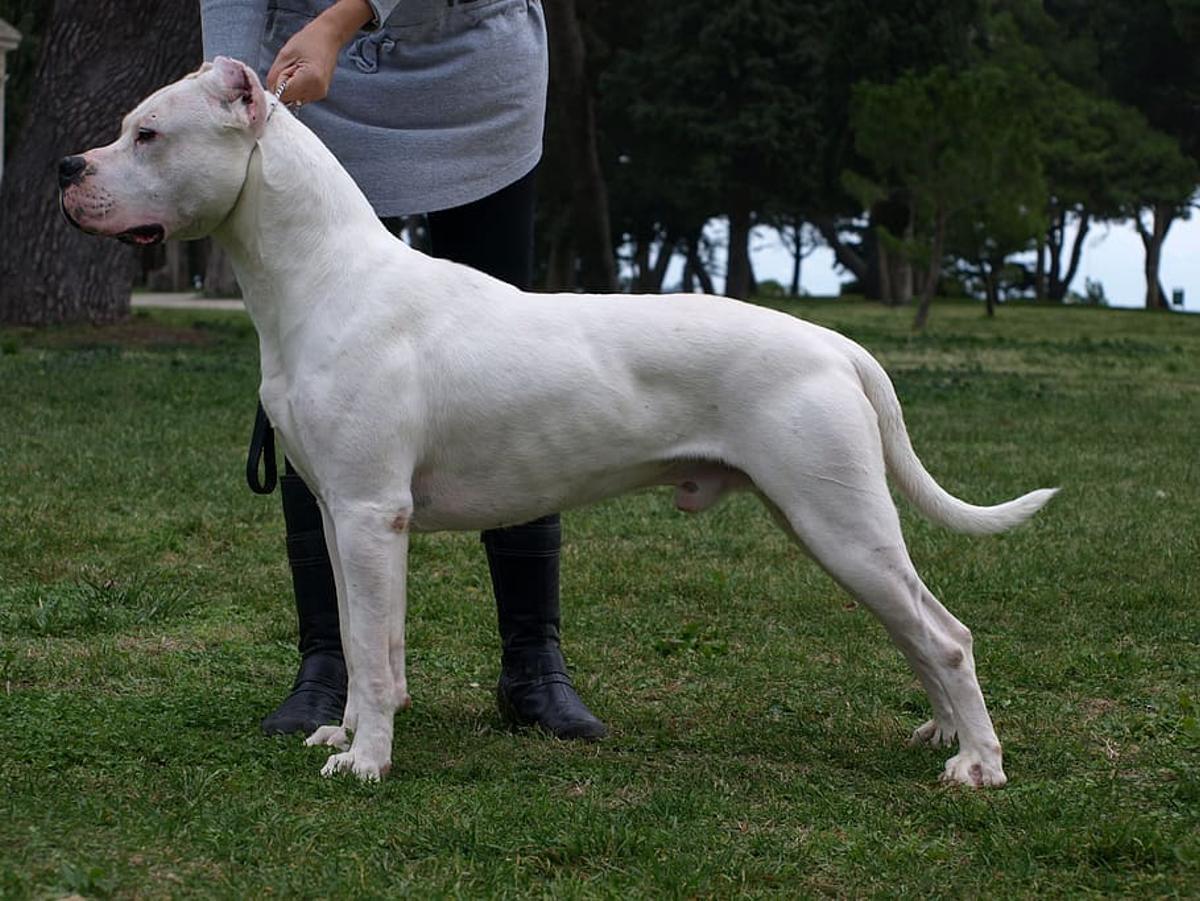 El Dogo Argentino es una de las razas de perros más caras en España