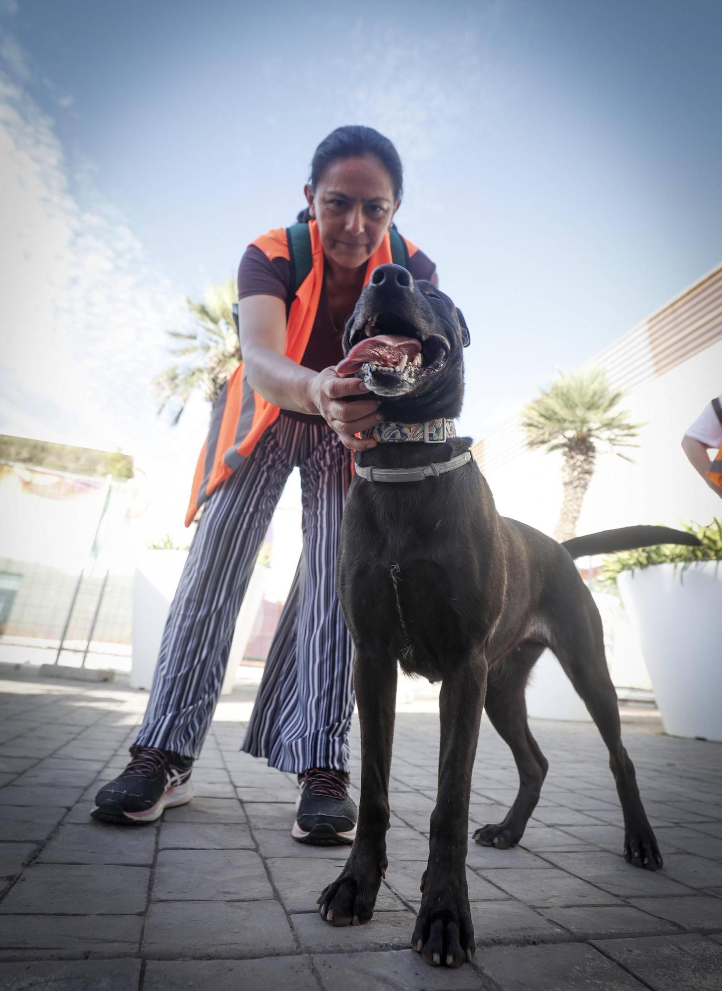 FOTOS | Desfile de Peluditos: Varios perros de Son Reus buscan un hogar