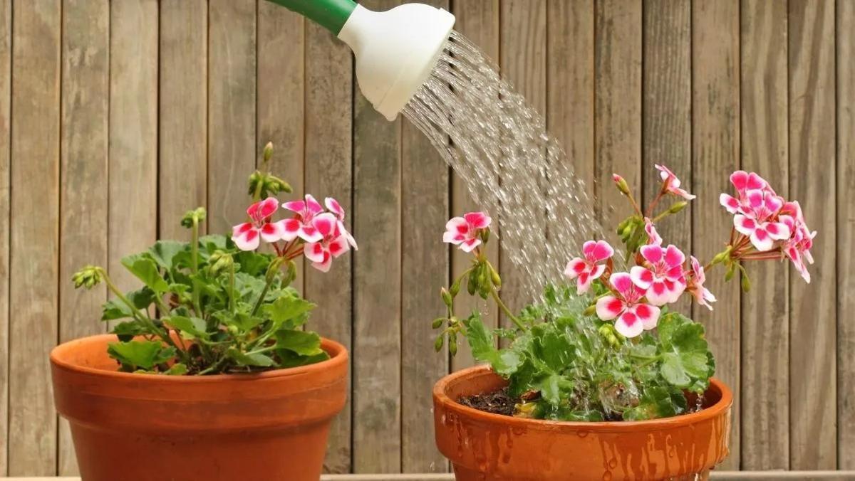 una persona regant geranis.