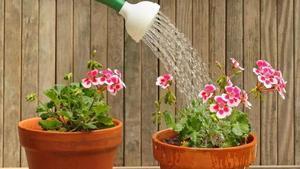 una persona regant geranis.