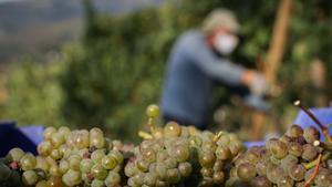 Cestos de uvas recogidos por trabajadores de la Bodega Txabarri durante la vendimia en septiembre de 2020.
