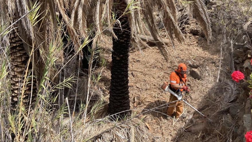 Trabajos de recogida de hoja seca de palmera y desbroce en Ayagaures.