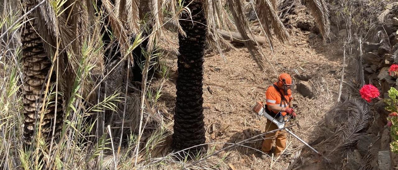 Trabajos de recogida de hoja seca de palmera y desbroce en Ayagaures.