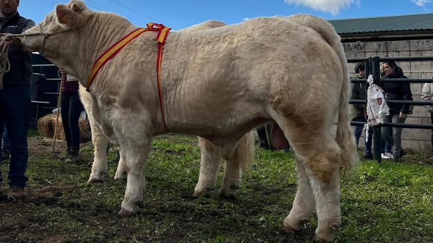 Subcampeón de machos, &#039;Otero’, propiedad de Alejandro González Ramos, de El Batán.