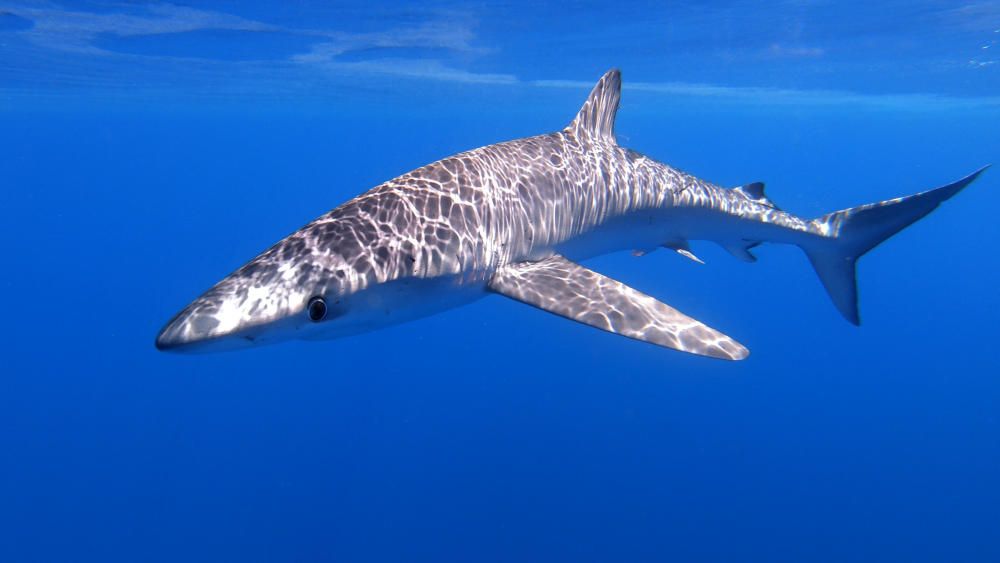 La mitad de los tiburones tintoreras grabados en alta mar de Balears llevaban anzuelos de palangre