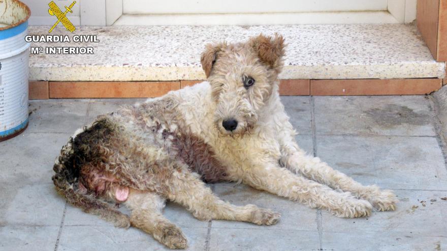 Deja a su perra al borde de la muerte en su patio en Murcia