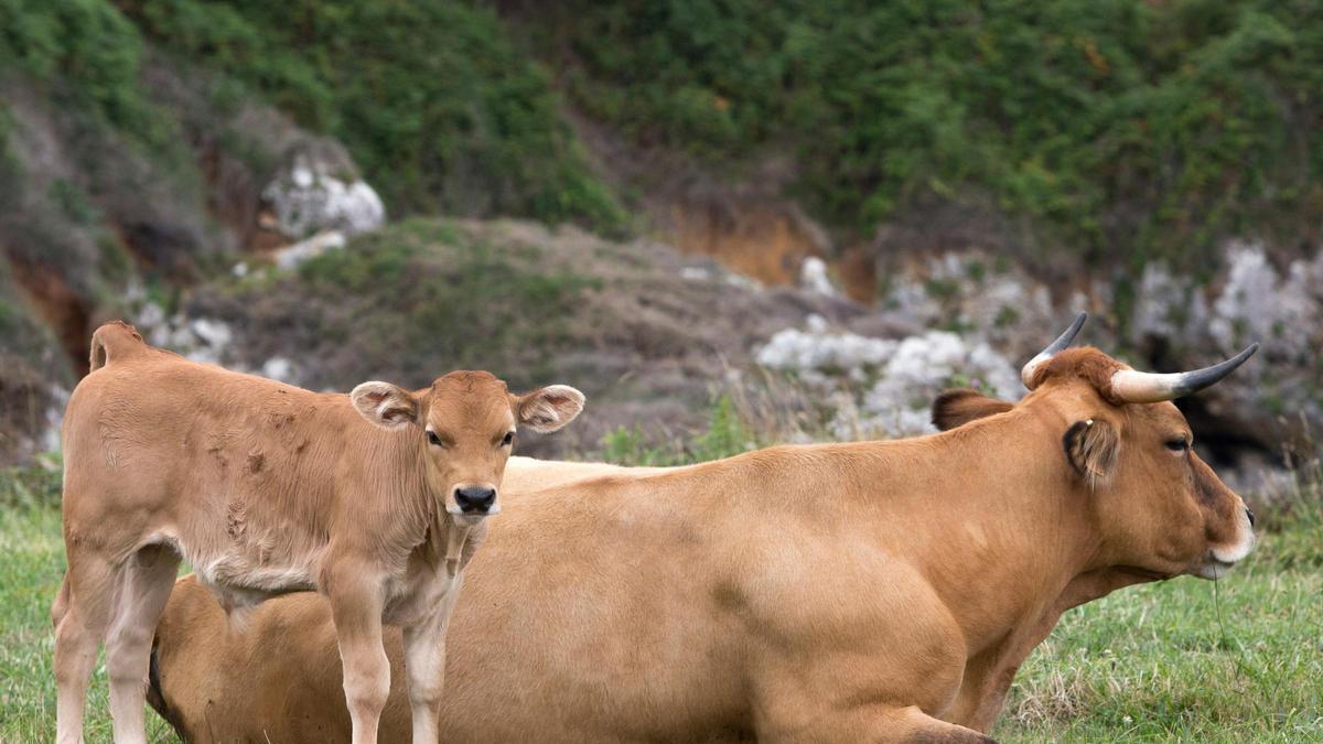 Una vaca y un ternero en un prado de la región.