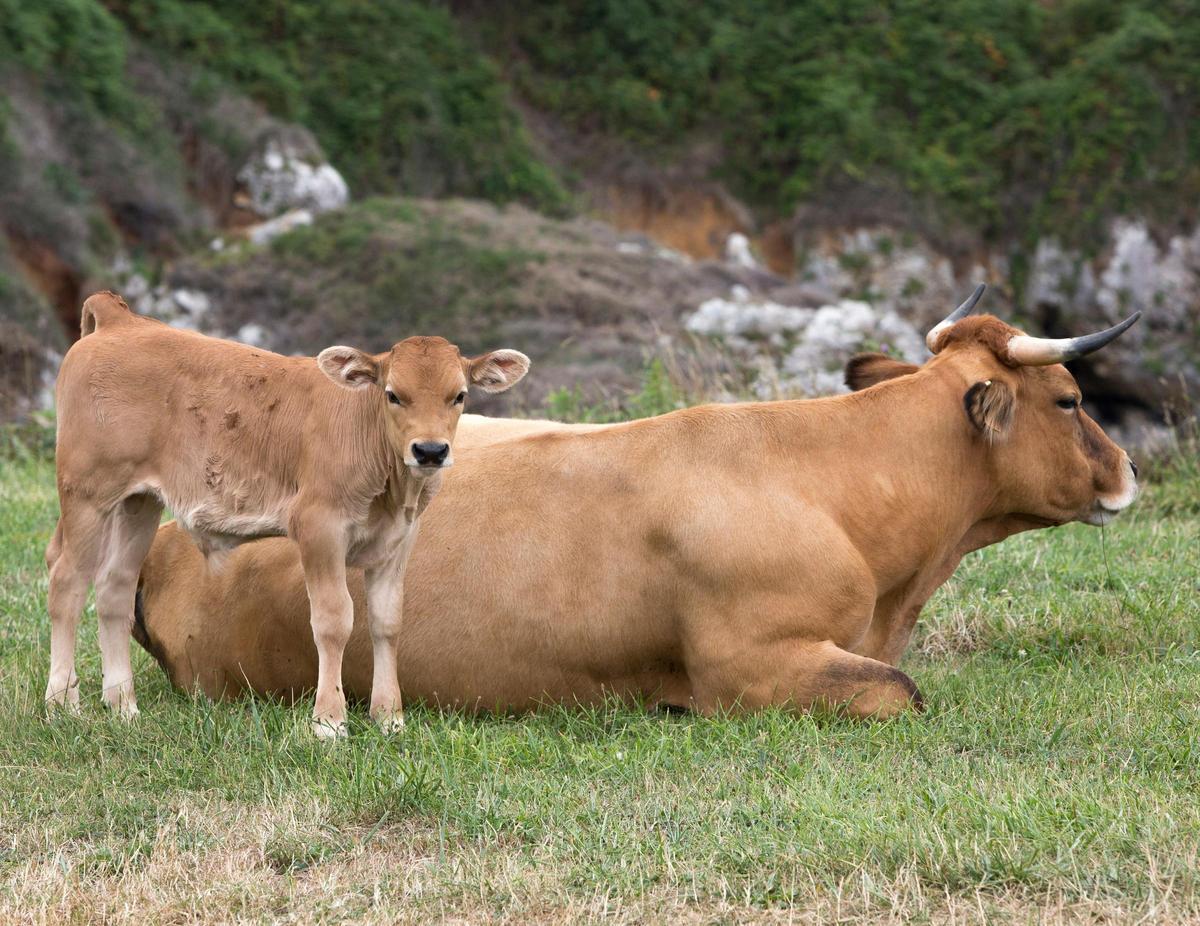 Una vaca y un ternero en un prao de la región.
