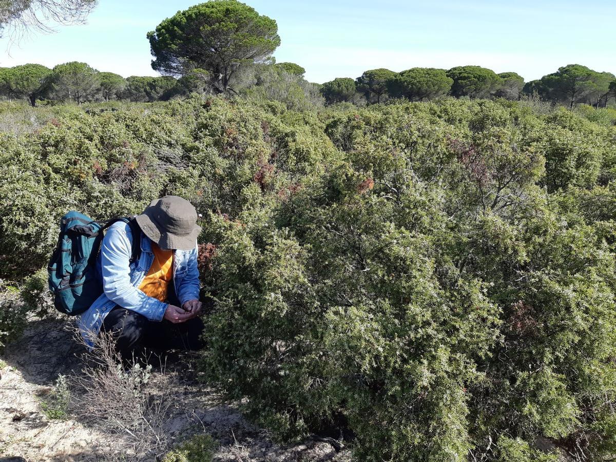 El Banco de Germoplasma Vegetal Andaluz: El Arca de Noé que custodia en Córdoba el futuro de la flora silvestre El Banco de Germoplasma Vegetal Andaluz: El Arca de Noé que custodia en Córdoba el futuro de la flora silvestre