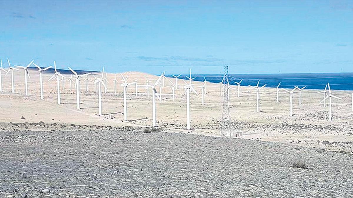 Cañada de La Barca, en Fuerteventura, el refugio de la hubara.