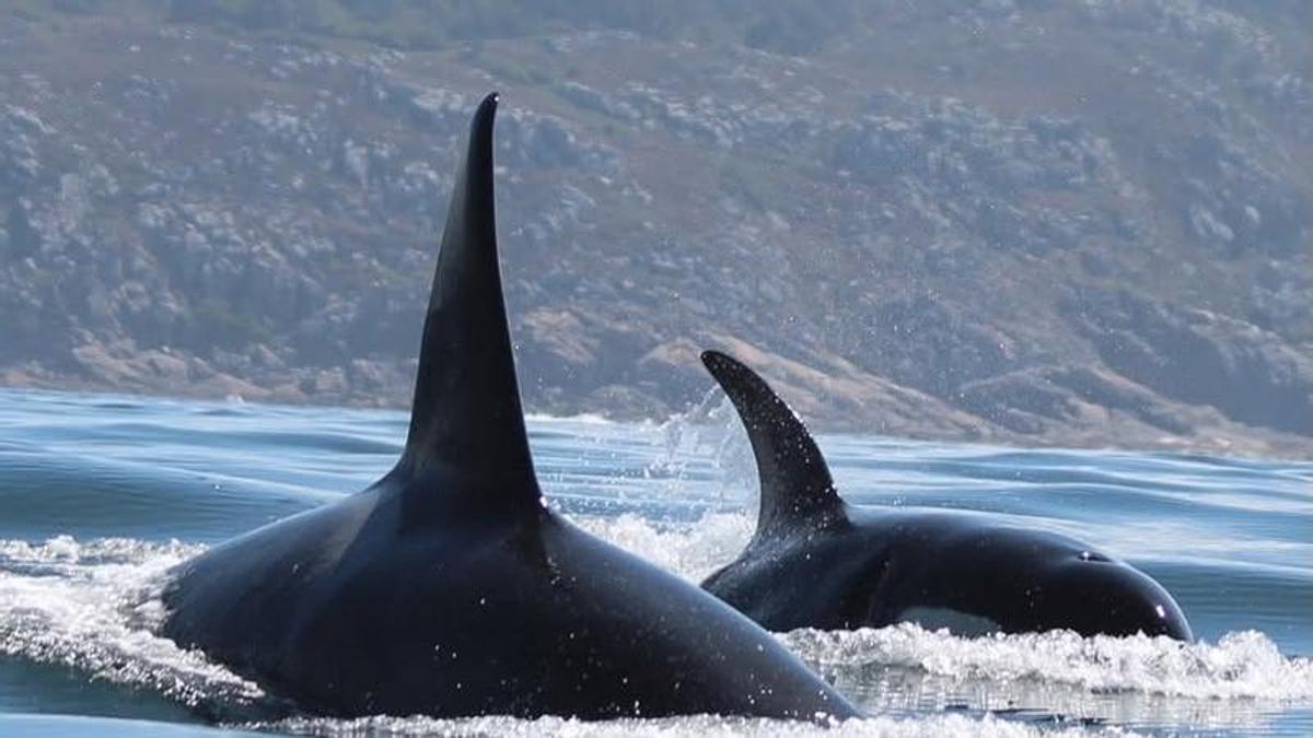 Dos de las orcas que estos días se dejan ver en las Rías Baixas.