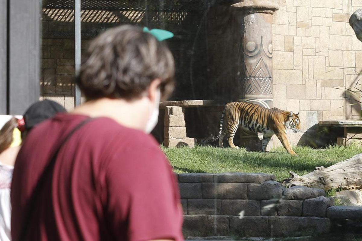 Reapertura del Zoológico tras el estado de alarma