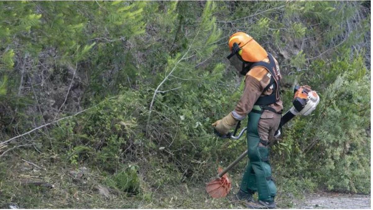 Limpieza del monte para la prevención de incendios por la brigadas de Diputació.