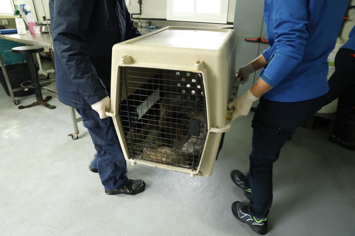 La foca que quedó varada en la playa de Cadavedo ya se recupera en el Acuario de Gijón (en imágenes)