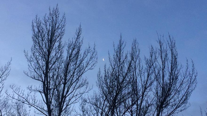 La luna, entre los árboles a la orilla del Duero, esta mañana.