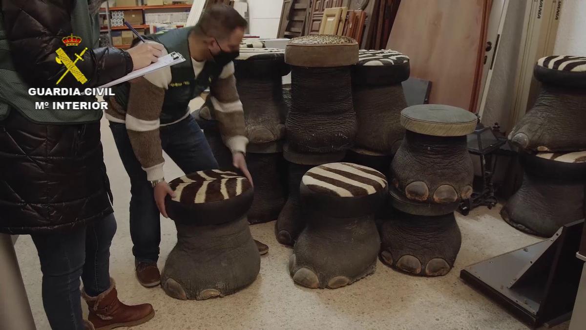 FOTOS | Las imágenes de la colección de animales disecados hallada en Bétera, la más grande de España FOTOS | Las imágenes de la colección de animales disecados hallada en Bétera, la más grande de España