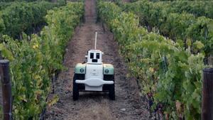 Imagen de un robot inventado en València para cuidar los viñedos.