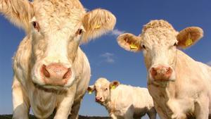 Las vacas emiten metano