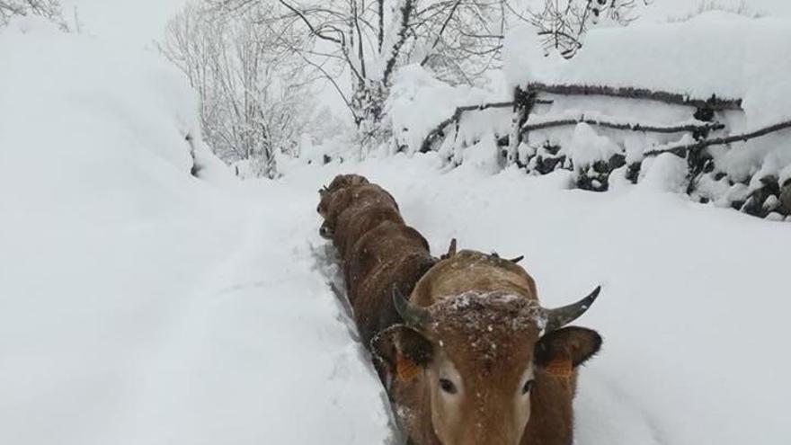 La nieve impide a las vacas que pacen en los montes de Pelúgano a alimentarse bien