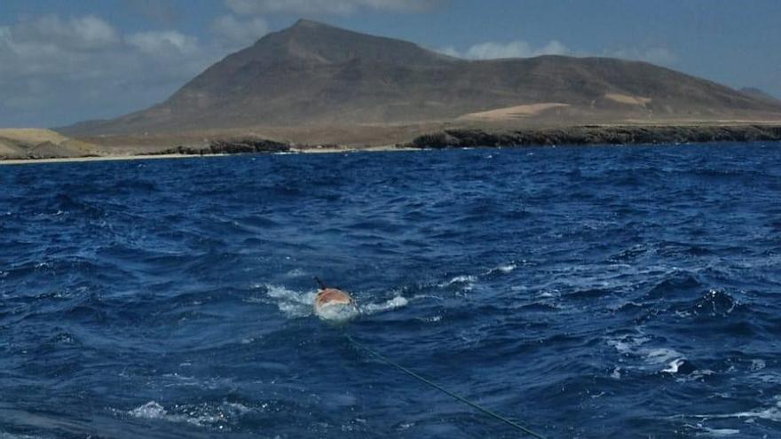 Emerlan remolca el cetáceo hallado a la deriva en Papagayo.