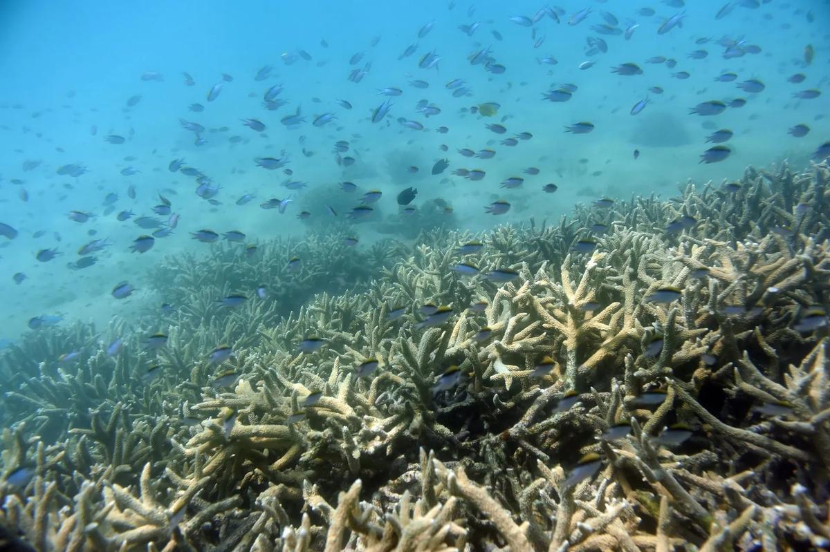 Vista de un tramo de la Gran Barrera de Coral de Australia afectado por el blanqueamiento.