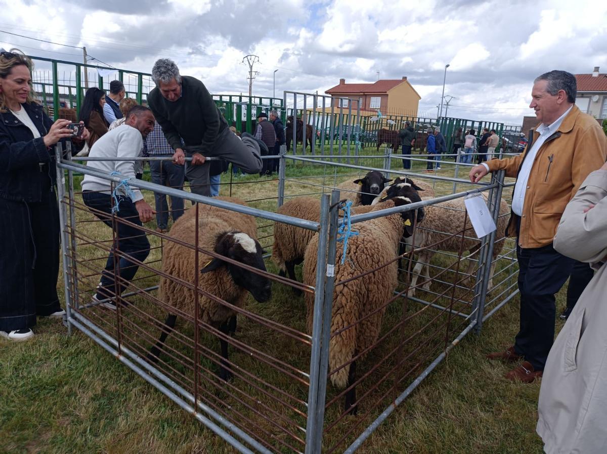 GALERÍA | La raza “Castellana”, alma y corazón del medio rural en Carbajales GALERÍA | La raza “Castellana”, alma y corazón del medio rural en Carbajales