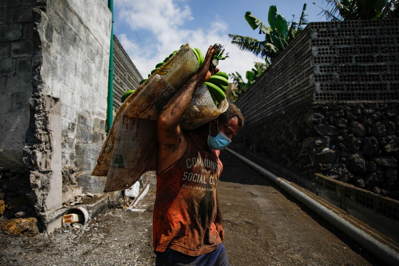 Agricultores recogen los plátanos de sus fincas llenas de ceniza del volcán en erupción en La Palma