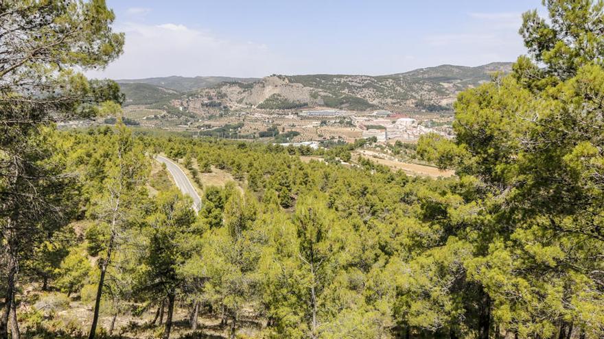 Masa forestal en un municipio de la provincia.