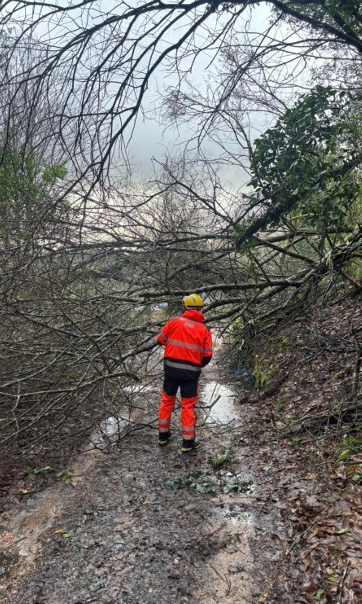 Retirada de un árbol de la vía.