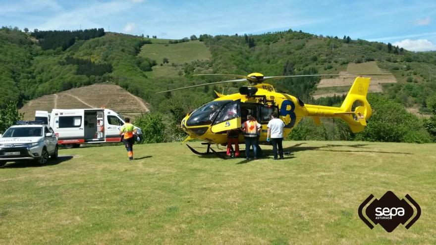 Herido un vecino de Allande al caerle encima un árbol