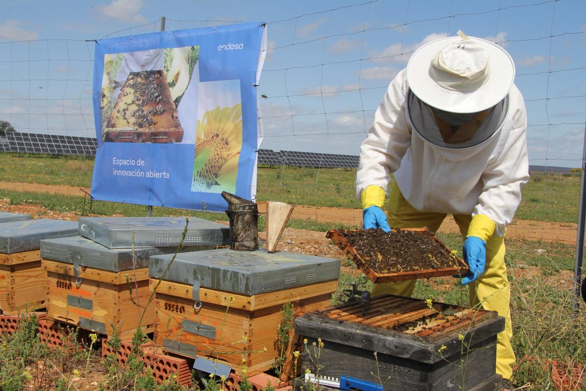 Arriba la Miel Solar, l’últim en ecologia avançada