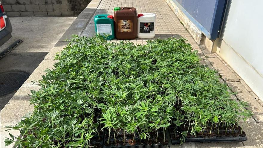 Aturen un vehicle en un control policial a Òdena i enxampen el conductor amb 705 plantes de marihuana