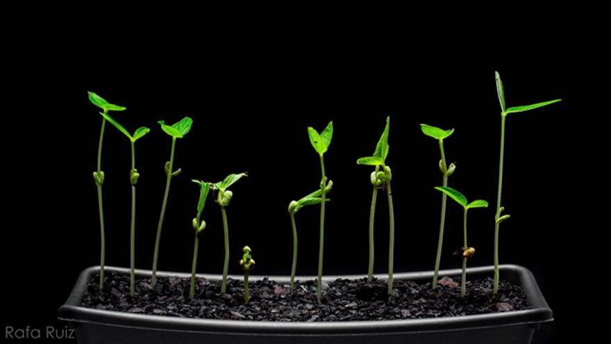 Time-lapse nacimiento plantas de soja verde en 30 segundos