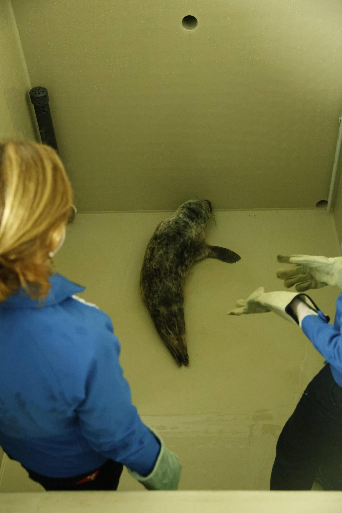 La foca que quedó varada en la playa de Cadavedo ya se recupera en el Acuario de Gijón (en imágenes)