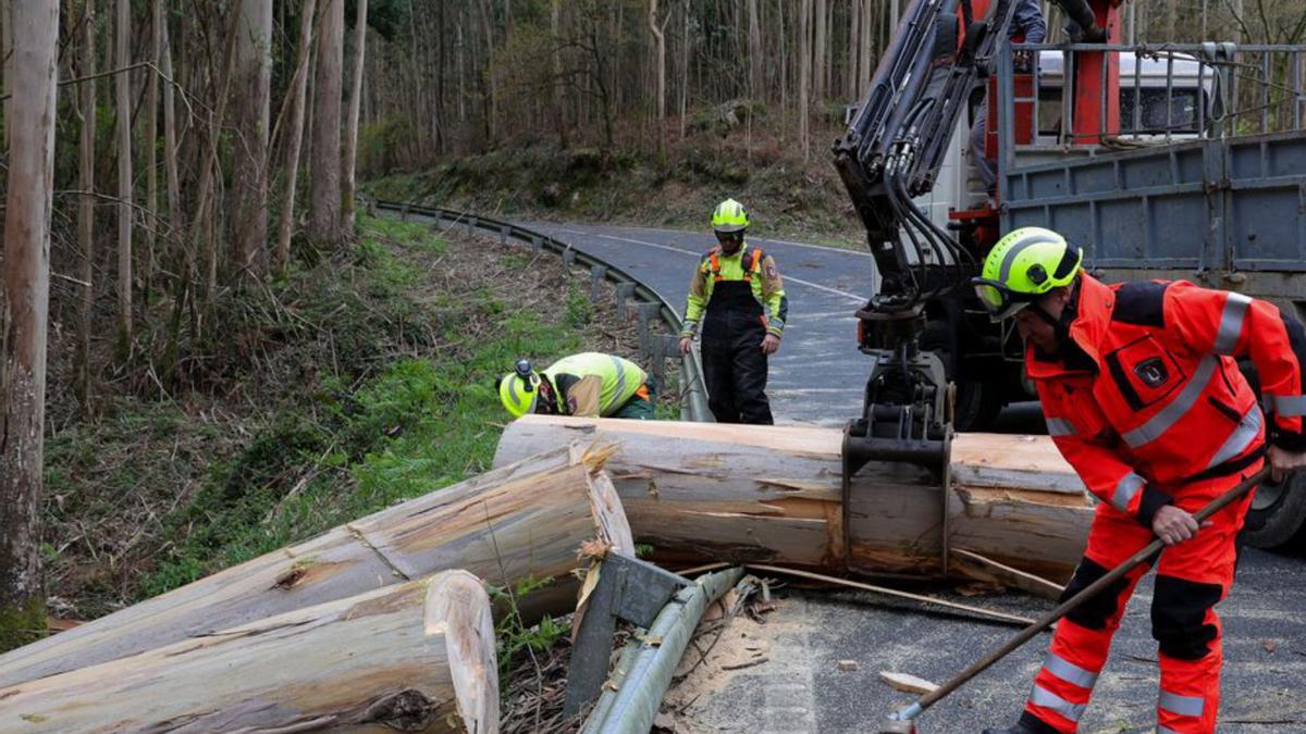 Retirada de un eucalipto de una carretera.