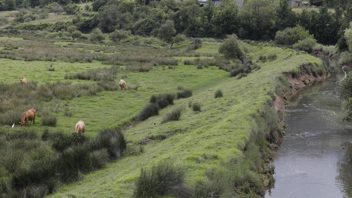La ría de Villaviciosa se malbarata: la ruina de un entorno privilegiado asturiano