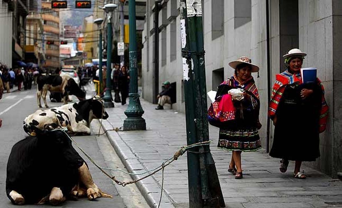 Dues dones caminen a prop d’uns toros lligats a uns fanals a la Paz (Bolívia). Aquesta és una forma de protesta dels carnissers, que exigeixen al govern de la ciutat la construcció d’un escorxador modern.