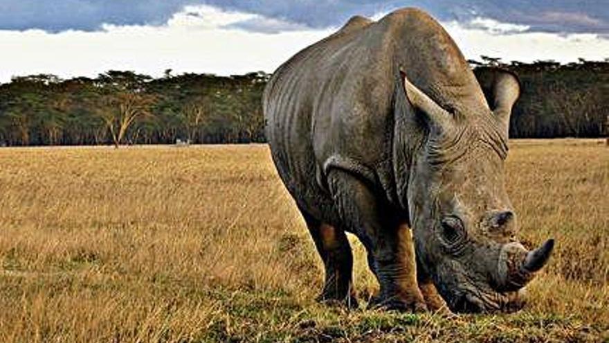 La lluita per salvar els rinoceronts, aquesta nit al «60 minuts» del canal 33
