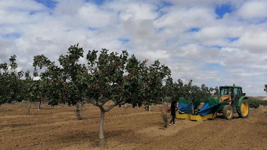 Una cooperativa agrícola amplía su inversión en Toro