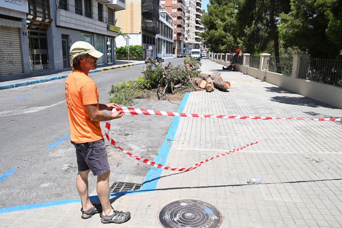 Los restos de los pinos que quedaban a mediodía de este jueves junto al puente de la Virgen.