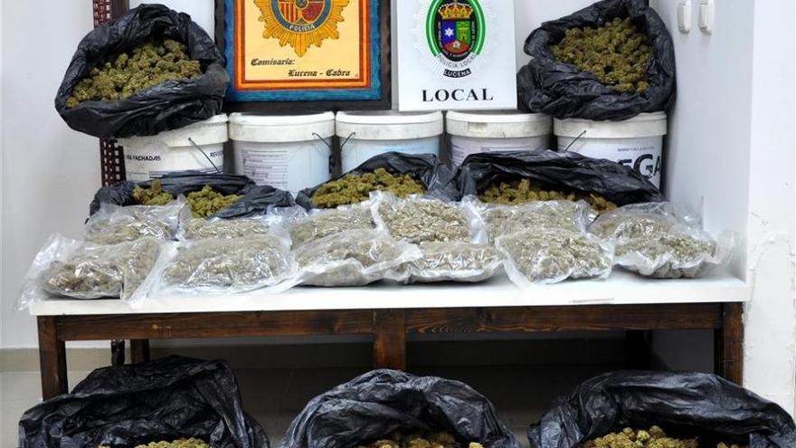 Descubren más de 1.500 plantas de marihuana en una nave de Cerro Gordo