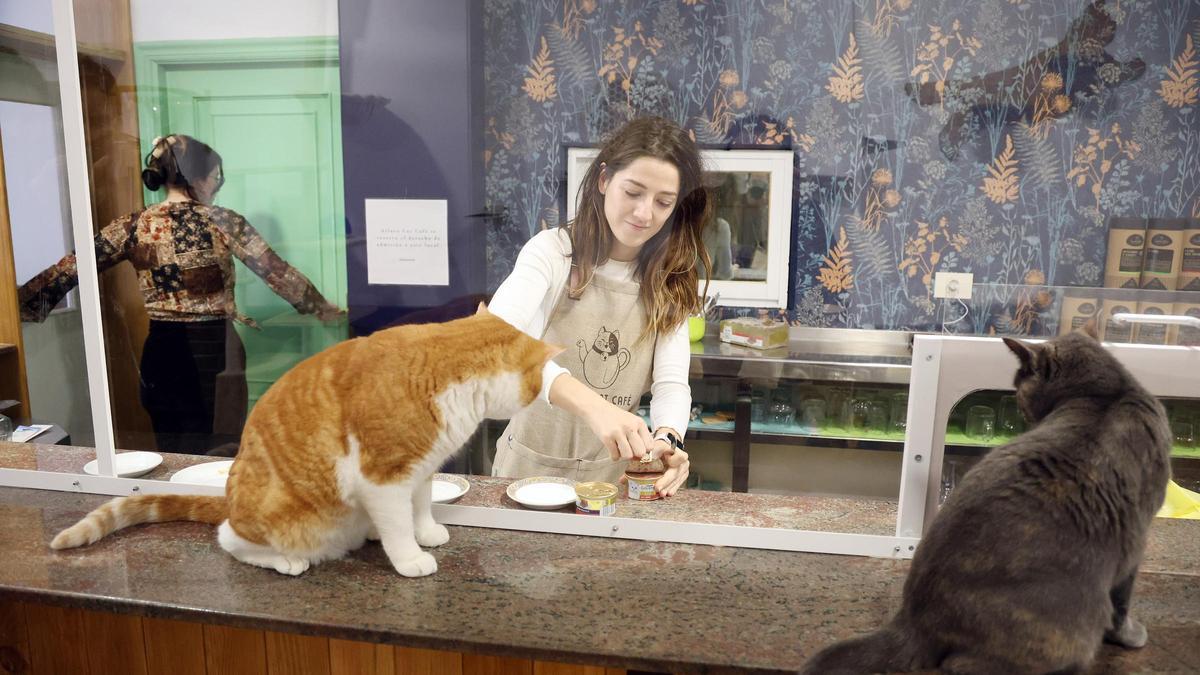 Ailuro Cat Café, donde los gatos pueden ser adoptados.