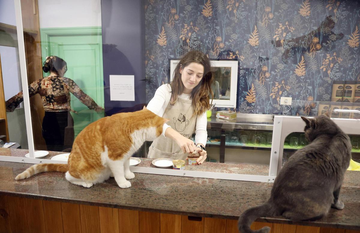 Ailuro Cat Café, donde los gatos pueden ser adoptados.
