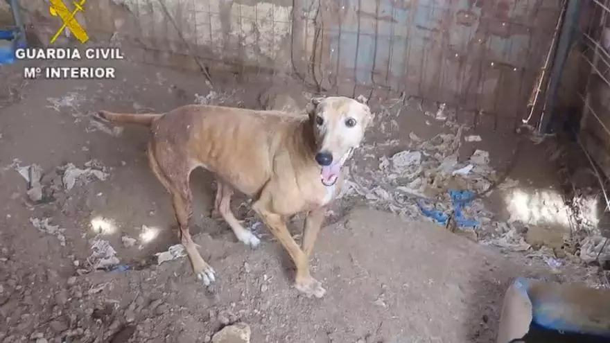 VÍDEO | Dos investigados por tener animales en pésimas condiciones en una finca de ses Salines