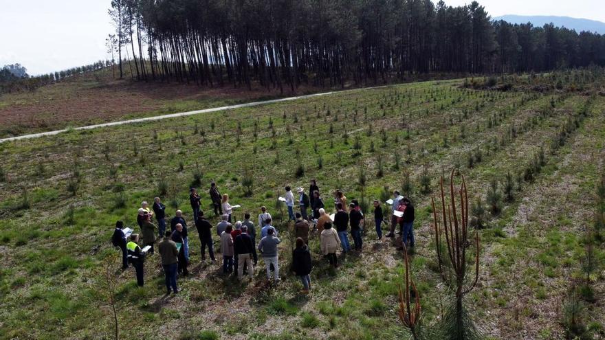 La mejora genética y la silvicultura marcarán el futuro del pino del país