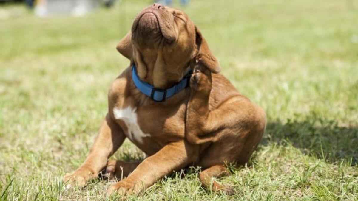 ¿Tu perro tiene picazón? Descubre todo sobre la sarna canina y su tratamiento
