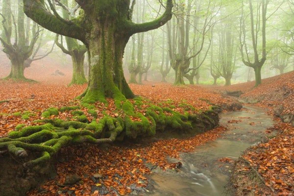 Hayedo de Otzarreta en el Parque Natural de Gorbeia en Álava.