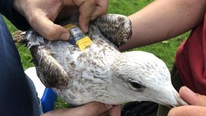 rjulve46568980 una gaviota de barcelona con anillo de reconocimiento y arn 190118191701